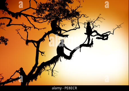 Silhouette of a monkey on tree in sunset Stock Photo