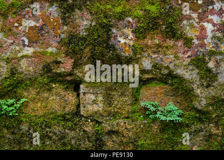 Background of weathered cracked paint ruin old wall with moss with plants Stock Photo