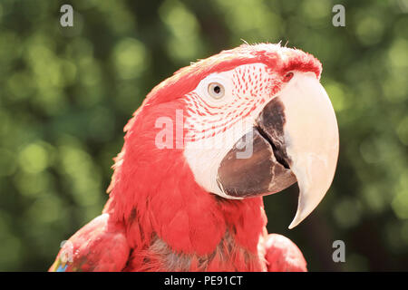 close up. macaw parrot looking at the camera Stock Photo