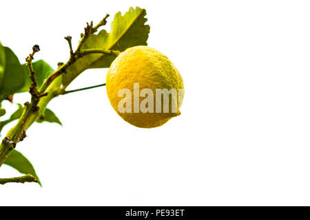 lemon tree isolated on white background Stock Photo - Alamy