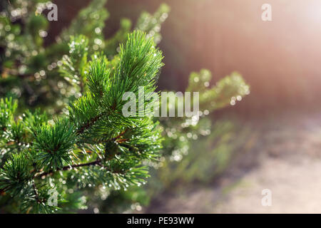 Evergreen pine tree branch in warm morning light. Close-up coniferous tree needle with spider web in sunrise. Beautiful fresh nature green forest back Stock Photo