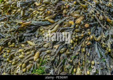Close up of green and yellow wet seaweed Stock Photo