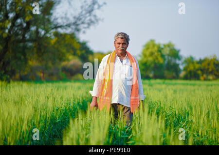 Indian farmer holding crop plant in his Wheat field Stock Photo