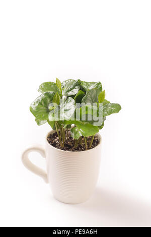 Isolated on white small coffee plant in coffee cup Stock Photo