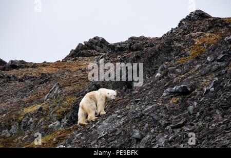 wild Polar bear in Svalvard Norway, they are trapped now on the liffs and rocks until the ice returns in the winter and they can then travel to feed. Stock Photo