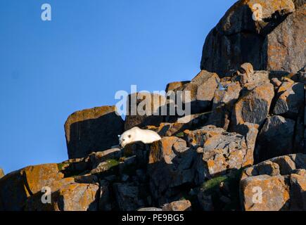 wild Polar bear in Svalvard Norway, they are trapped now on the liffs and rocks until the ice returns in the winter and they can then travel to feed. Stock Photo