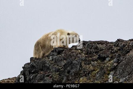 wild Polar bear in Svalvard Norway, they are trapped now on the liffs and rocks until the ice returns in the winter and they can then travel to feed. Stock Photo