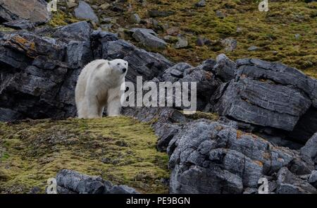 wild Polar bear in Svalvard Norway, they are trapped now on the liffs and rocks until the ice returns in the winter and they can then travel to feed. Stock Photo