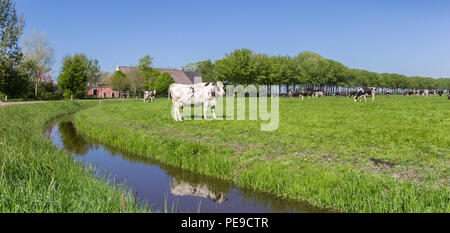 Panorama of cows and a farm in Groningen, Netherlands Stock Photo - Alamy