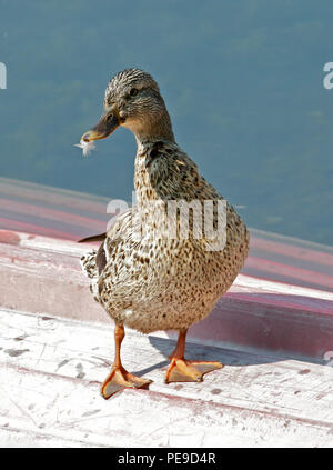 Mallard Duck female (anas platyrhynchos) standing on upturned boat, Lake Idro, Italy Stock Photo