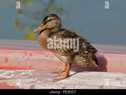 Mallard Duck juvenile (anas platyrhynchos) standing on upturned boat, Lake Idro, Italy Stock Photo