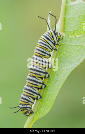 A Monarch Butterfly (Danaus Plexippus) caterpillar (larva) 5th instar feeds on a Milkweed plant leaf.