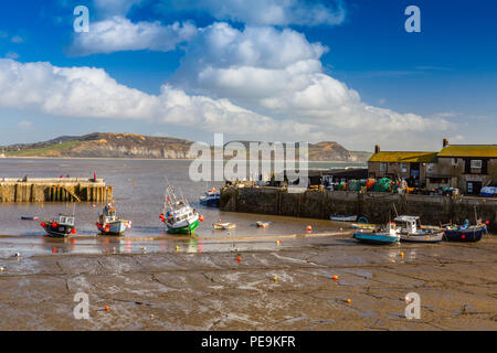 A low spring tide with colourful fishing boats in the harbour at Lyme Regis on the Jurassic Coast, Dorset, England, UK Stock Photo