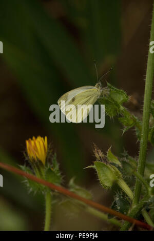 An isolated 'Cabbage white' butterfly (Pieris rapae) resting on a dandelion plant.Essex, UK. Stock Photo