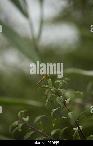 British Dragonflies - A small isolated Norfolk Hawker, Anaciaeschna isoceles briefly settles on the tip of a plant. Norfolk, UK. Stock Photo