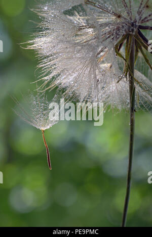Macro Dew drops on a dandelion seed Stock Photo