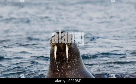 walrus coming to investigate the zodiak boat swimming out from land  and appearing in the artic sea around Stock Photo