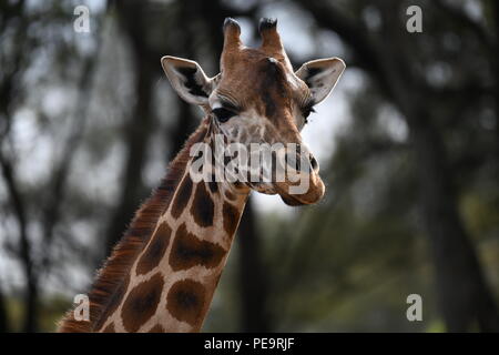 Rothschild giraffe. Giraffe Manor, Nairobi, Kenya.