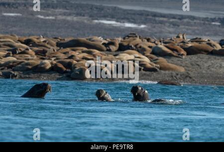 a family of walrus swimming off the beach in the acrtic sea Stock Photo