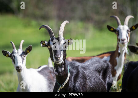 Mountain goats (Capra aegagrus hircus) Stock Photo