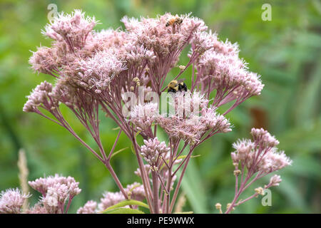 close up of bumblebee and honey bee on milkweed plant Stock Photo