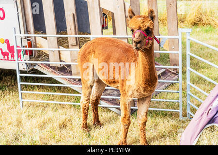 Alpaca, trimmed alpaca, shorn alpaca, sheared, sheared alpaca, alpacas, young alpaca, baby alpaca, alpaca farm, farming alpacas, alpaca cute, farm Stock Photo