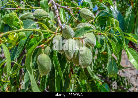 Close-up of ripening almond in almond tree branch Stock Photo