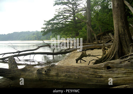 Dead cypress trees on the shore of James River. Chippokes Plantation State Park, VA, USA. Stock Photo