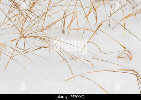 Snow-covered grasses after a late autumn snowstorm, Greater Sudbury, Ontario, Canada Stock Photo