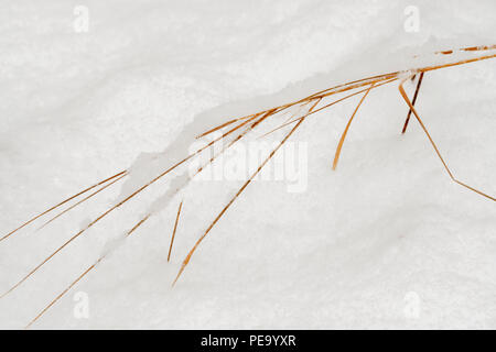 Snow-covered grasses after a late autumn snowstorm, Greater Sudbury, Ontario, Canada Stock Photo