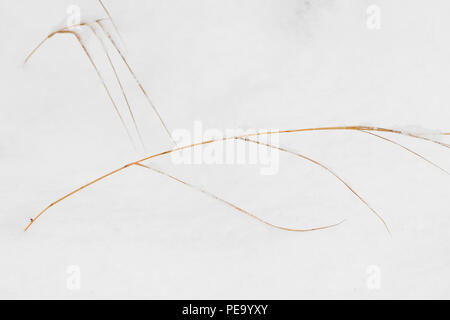 Snow-covered grasses after a late autumn snowstorm, Greater Sudbury, Ontario, Canada Stock Photo