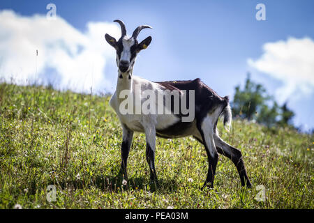 Peacock Goat,  Pfauenziege (Capra aegagrus hircus) Stock Photo