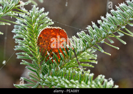 Fallen aspen leaf on a frosted white spruce bough, Greater Sudbury, Ontario, Canada Stock Photo