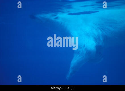 NOT 883370 POLAR BEAR Ursus maritimus underwater Stock Photo