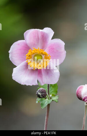 Late summer, single pink flower of the hardy perennial Japanese anemone, Anemone x hybrida 'September Charm' Stock Photo