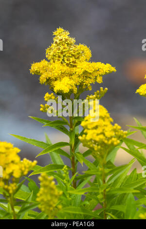 Yellow flowers in conical heads of the late summer blooming dwarf goldenrod, Solidago 'Little Lemon' Stock Photo