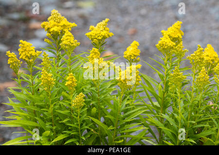 Yellow flowers in conical heads of the late summer blooming dwarf goldenrod, Solidago 'Little Lemon' Stock Photo