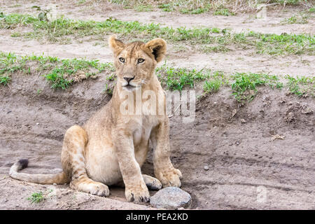 A lion cub sitting next the road in the Serengeti NP, Tanzania Stock Photo
