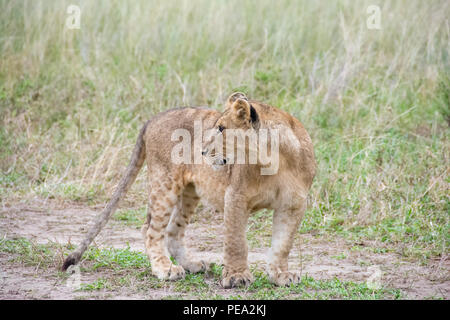A lion cub looking towards a distraction in Serengeti NP, Tanzania. Stock Photo