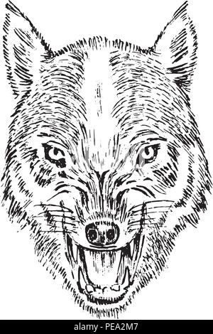 Portrait of wolf. Head and of a wild animal. Angry roar of a predator. Dog face. Badge or emblem Vector illustration. Engraved hand drawn old monochrome Vintage sketch. Stock Vector