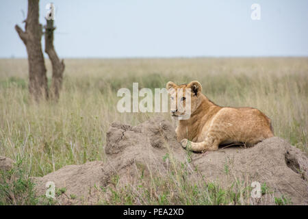 A young cub resting on top of ants mound in Serengeti NP, Tanzania Stock Photo