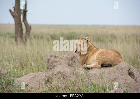 A cub sitting on top of the ants mound in Serengeti NP, Tanzania Stock Photo