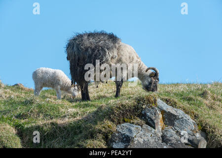 Mama she and her baby stand on top rocky Hill Stock Photo