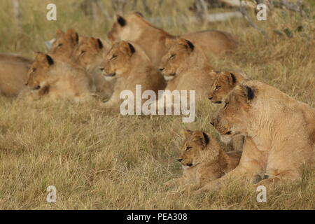 African lion pride in the Okavango Delta, Botswana Stock Photo