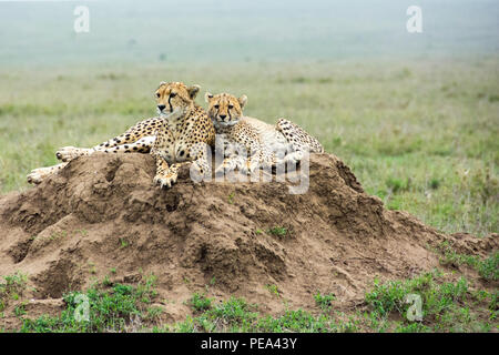 A young Cheetah and his mother resting on top of Ants Mound. Stock Photo