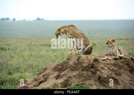 A mother Cheetah and her baby sitting on top of ants Mound. Stock Photo