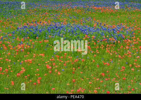 A field with flowering Texas bluebonnet (Lupinus subcarnosus) and Texas paintbrush (Castilleja indivisa), Austin, Texas, USA Stock Photo