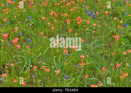 A field with flowering Texas bluebonnet (Lupinus subcarnosus) and Texas paintbrush (Castilleja indivisa), Austin, Texas, USA Stock Photo