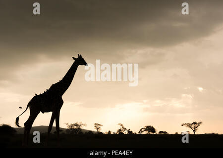 Beautiful giraffe standing in front of the sunset in the Serengeti National Park, Tanzania. Stock Photo