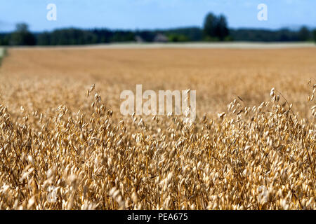 Golden Field sown cereal crop with a strip of green forest and the sky on the horizon Stock Photo